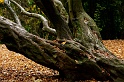 20091116162242_DSC_6729_full