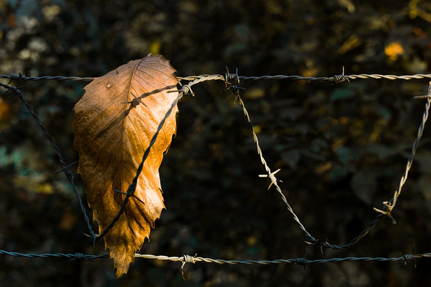 20111113-L1014785.jpg