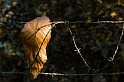 20111113-L1014785