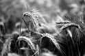 20100727-L1003620
